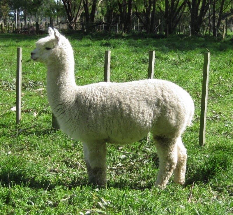 What is an alpaca Past and present